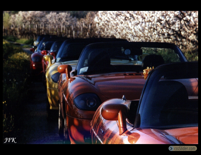 011_Barchetta_dans_l_arbre